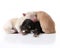 Newborn Pomeranian Puppy Dogs Lying On Top of Each