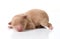 Newborn Pomeranian Puppy Sleeping on White Backgro