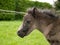 Newborn pony foal