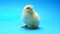 Newborn poultry yellow chicken beak on blue studio background. Beautiful adorable little chick for design decorative