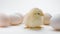 Newborn poultry yellow chicken on white background with eggs in studio. Beautiful adorable little chick for design