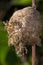 Newborn Praying mantis hatching out of a light brown nest attached to a twig.