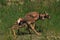 Newborn Pronghorn Fawns