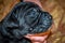Newborn Puppies black dogs Cane Corso