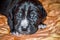 Newborn Puppies black dogs Cane Corso