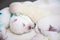 Newborn puppies bread West Highland White Terrier or Westie sleeping next to each other in their basket