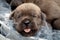 Newborn puppies. Cane Corso puppies, Formentino color. Cane Corso puppies are two weeks old. Newborn puppy shoot.