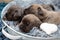 Newborn puppies. Cane Corso puppies, Formentino color. Cane Corso puppies are two weeks old. Newborn puppy shoot.