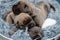 Newborn puppies. Cane Corso puppies, Formentino color. Cane Corso puppies are two weeks old. Newborn puppy shoot.