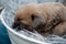 Newborn puppies. Cane Corso puppies, Formentino color. Cane Corso puppies are two weeks old. Newborn puppy shoot.