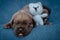 Newborn puppies. Cane Corso puppies, Formentino color. Cane Corso puppies are two weeks old. Newborn puppy shoot.