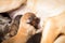 Newborn puppies of a pup breast feeding