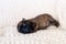 Newborn puppy brussels griffon sleeping on a blanket