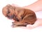 Newborn puppy in child hands
