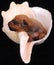 Newborn puppy in giant seashell