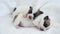 Newborn Puppy Sleeping on white plaid