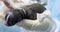 A newborn puppy sleeps sweetly on the hand of a veterinary surgeon. The dark brown puppy has just been born and is still