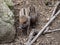 Newborn pups of Visayan warty pig, Sus cebifrons negrinus