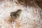 Newborn quail chick