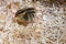 newborn quail chick
