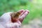 Newborn quail chick on the palm