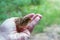 Newborn quail chick on the palm