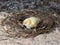 Newborn quail in a nest