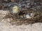 Newborn quail in a nest