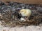 Newborn quail in a nest
