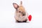 The newborn rabbit is furry, ears set, sparkling eyes, cute and has a red heart in the back