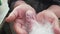 A newborn rabbit in the hands of a farmer. Breeding rabbits.