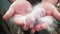 A newborn rabbit in the hands of a farmer. Breeding rabbits.