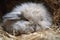 newborn rabbit nestled in fluffy fur, its eyes still closed