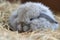 newborn rabbit nestled in fluffy fur, its eyes still closed