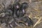 Newborn rabbits of dark color lie in a nest