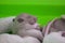 A newborn rodent is lying next to his brothers. Baby mouse close-up