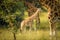 A newborn Rothschild`s giraffe  Giraffa camelopardalis rothschildi standing at a waterhole, Lake Mburo National Park, Uganda.