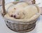 Newborn Samoyed puppies sleep in a wicker basket. Horizontal orientation