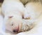 A newborn Samoyed puppy sleeps, hugging the paw of a mother dog. White background.Horizontal orientation