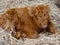 Newborn scottish highland calf lies in the straw