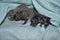 Newborn Scottish kittens. Little kitty.