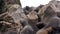 Newborn Sea lion cub on stones of rock on coast of Sea of Okhotsk.