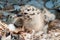 Newborn seagull chick