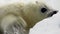 Newborn seal close up on ice White Sea in Russia.