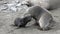 Newborn seal with moms on beach of Falkland Islands in Antarctica.