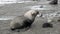 Newborn seal with moms on beach of Falkland Islands in Antarctica.