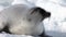 Newborn Seal Pup drink milk from mother\'s nipple