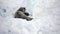 Newborn Seal Pup In Ice And Snow In Search Of Mom