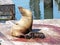 Newborn Sealion