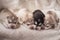Newborn siberian husky puppies
